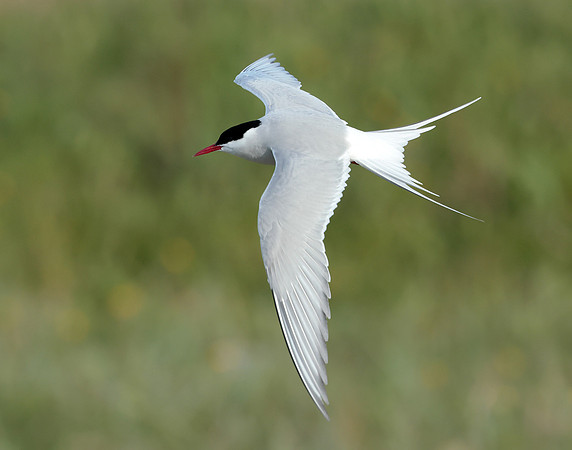 Arctic Tern Sterna paradisaea