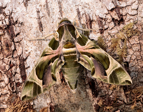 69.011 BF1985 Oleander Hawk-moth Daphnis nerii