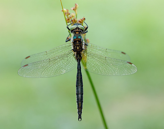 Northern Emerald Somatochlora arctica