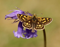 Chequered Skipper Carterocephalus palaemon