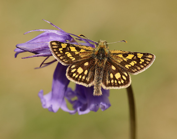 Chequered Skipper Carterocephalus palaemon