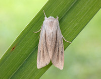 73.035 BF2290 Reed Dagger Simyra albovenosa