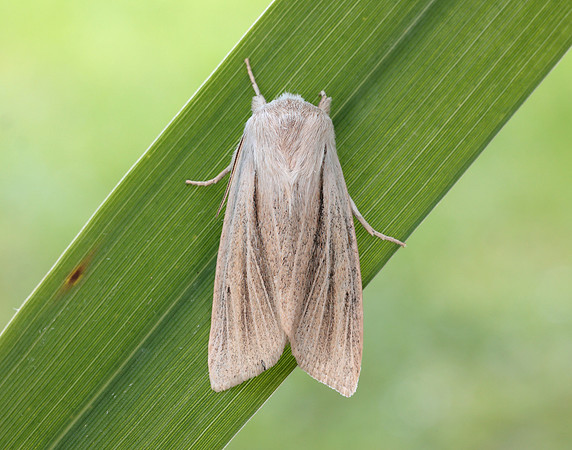 73.035 BF2290 Reed Dagger Simyra albovenosa