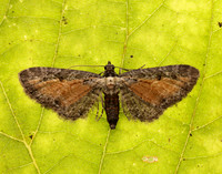 70.187 BF1838 Tawny Speckled Pug Eupithecia icterata
