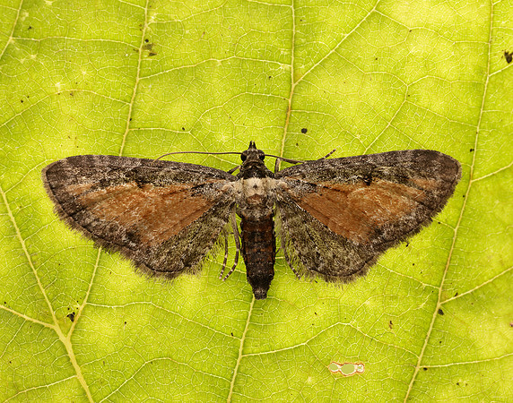 70.187 BF1838 Tawny Speckled Pug Eupithecia icterata