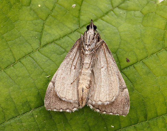 70.192 BF1867 Treble-bar Aplocera plagiata