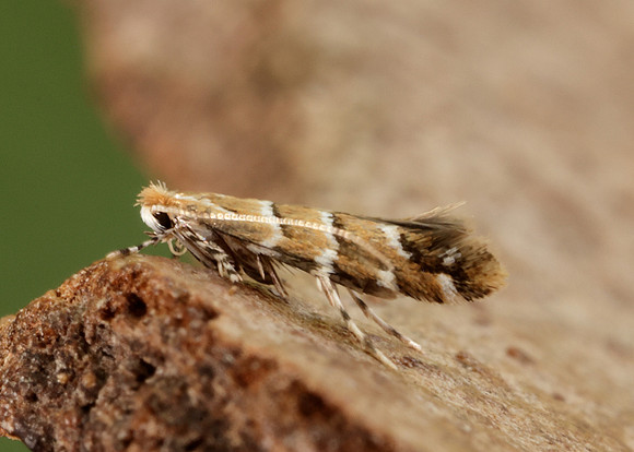 15.089 BF366a Horse Chestnut Leaf-miner Cameraria ohridella