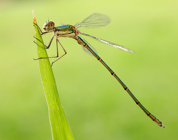 Willow Emerald Chalcolestes viridis