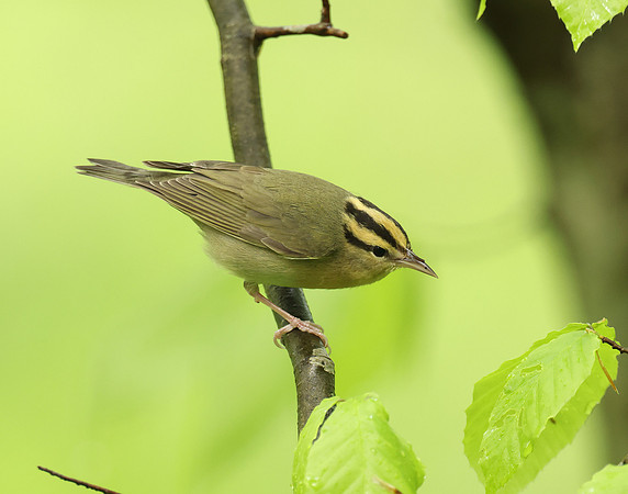 Worm-eating Warbler Helmitheros vermivorum