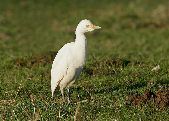 Cattle Egret Bubulcus ibis