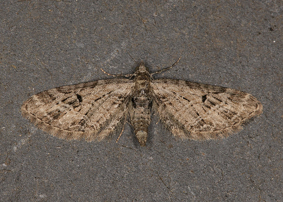 70.176 BF1827 Freyer's Pug Eupithecia intricata