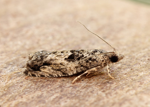 49.255 BF1138 Epinotia nisella
