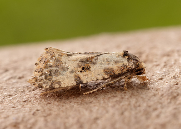 49.138 BF964a Neocochylis molliculana