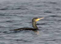Cormorant Phalocrocorax carbo