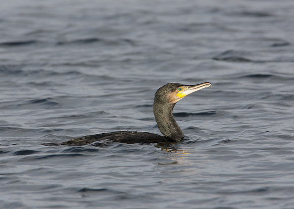 Cormorant Phalocrocorax carbo
