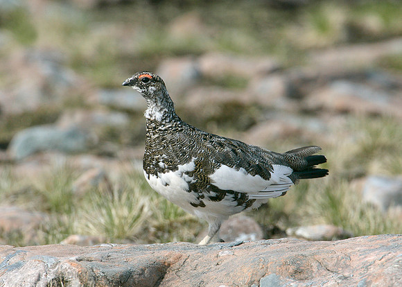 Ptarmigan Lagopus mutus