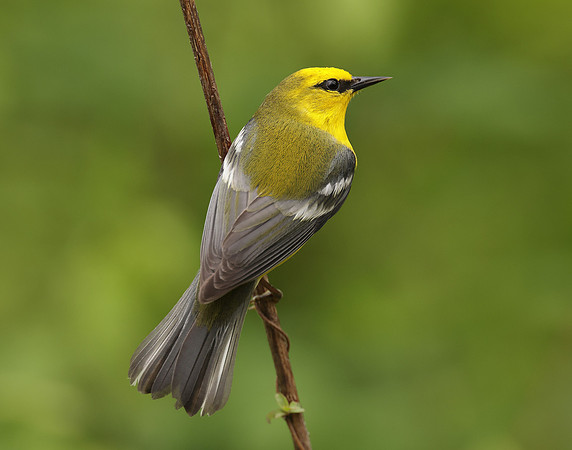 Blue-winged Warbler Vermivora cyanoptera