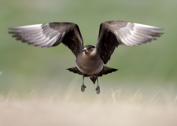 Arctic Skua Stercorarius parasiticus