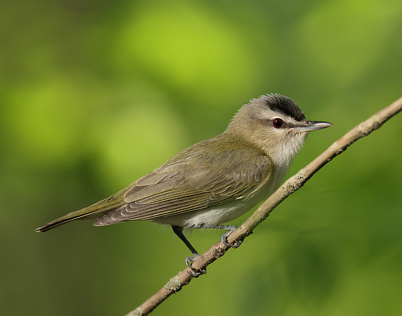 Red-eyed Vireo Vireo olivaceus