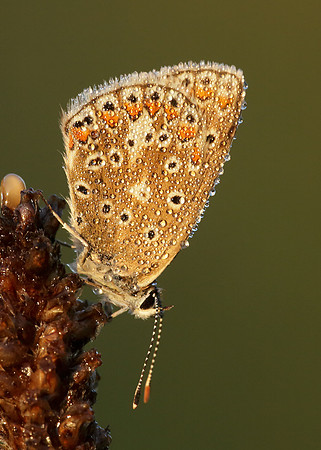 Common Blue Polyommatus icarus