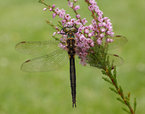 Northern Emerald Somatochlora arctica