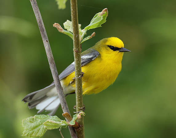 Blue-winged Warbler Vermivora cyanoptera