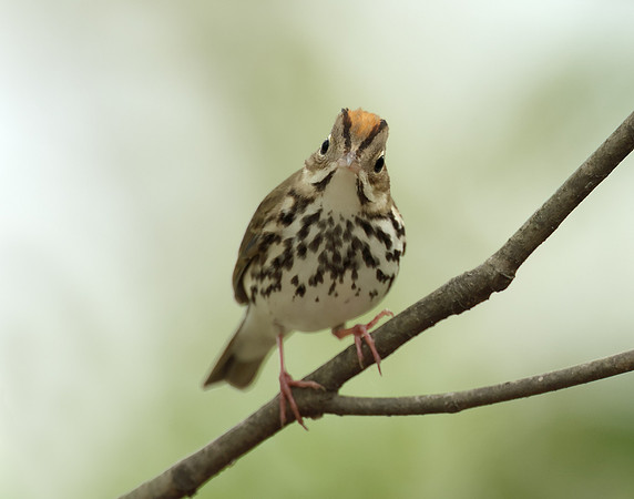 Ovenbird Seiurus aurocapilla