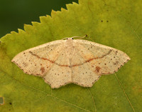 70.036 BF1680 Maiden's Blush Cyclophora punctaria