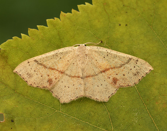 70.036 BF1680 Maiden's Blush Cyclophora punctaria