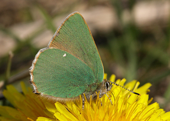Green Hairstreak Callophrys rubi