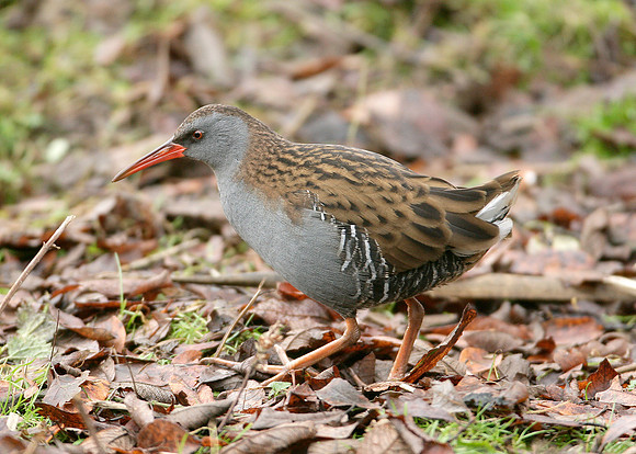 Water Rail Rallus aquaticus