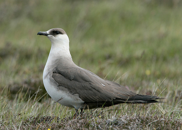 Arctic Skua Stercorarius parasiticus
