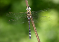 Migrant Hawker Aeshna mixta