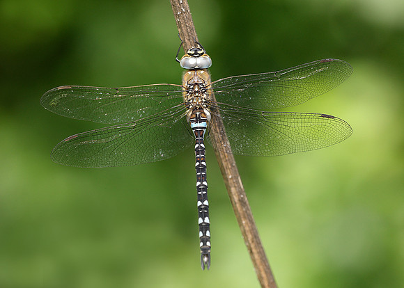Migrant Hawker Aeshna mixta