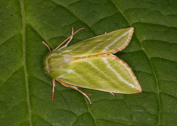 74.008 BF2422 Green Silver-lines Pseudoipes prasinana