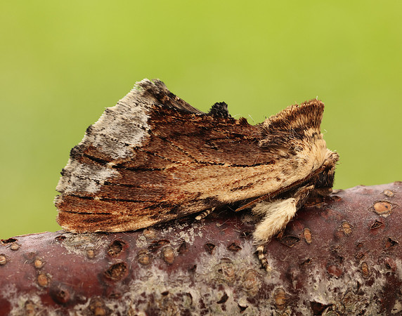 71.022 BF2009 Maple Prominent Ptilodon cucullina