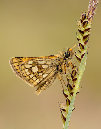 Chequered Skipper Carterocephalus palaemon