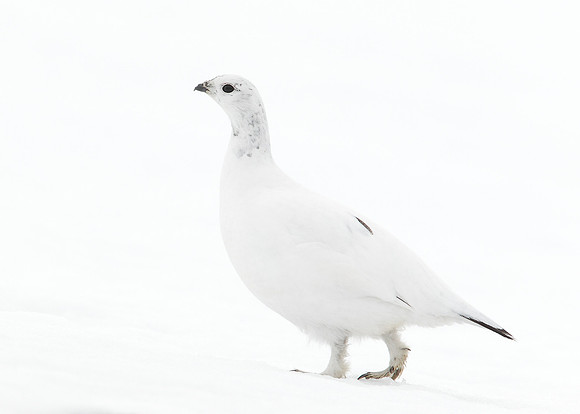 Ptarmigan Lagopus mutus