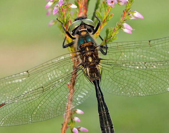 Northern Emerald Somatochlora arctica