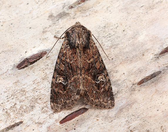 73.159 BF2331 Small Clouded Brindle Apamea unanimi