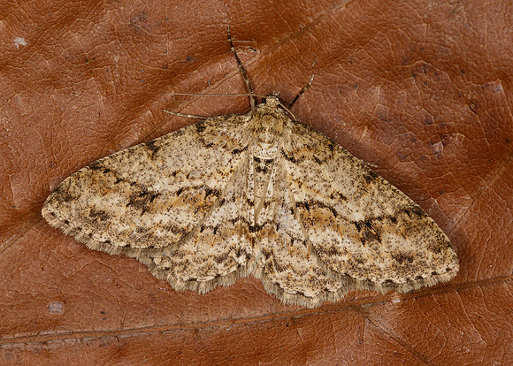 70.270 BF1947 Engrailed Ectropis bistortata
