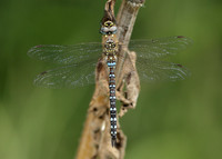 Migrant Hawker Aeshna mixta