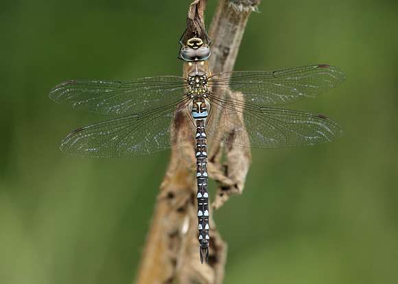 Migrant Hawker Aeshna mixta