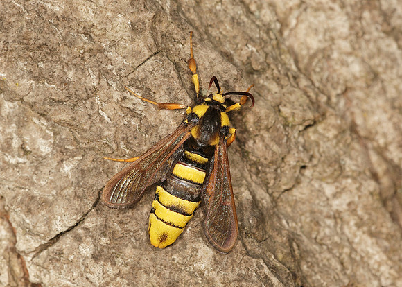 52.002 BF0370 Hornet Moth Sesia apiformis