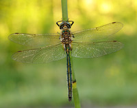 Brilliant Emerald Somatochlora metallica