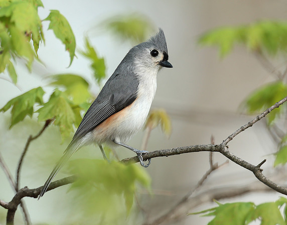 Tufted Titmouse Baeolophus bicolor