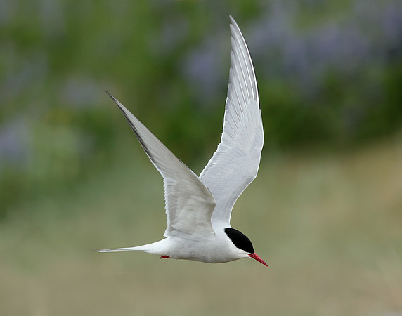 Arctic Tern Sterna paradisaea