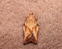 49.039 BF998 Light Brown Apple Moth Epiphyas postvittana