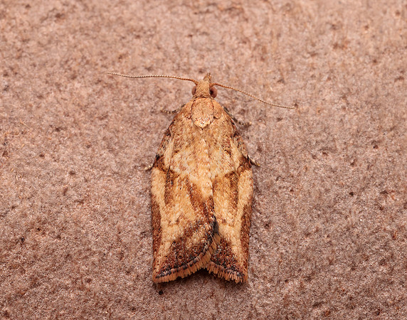 49.039 BF998 Light Brown Apple Moth Epiphyas postvittana