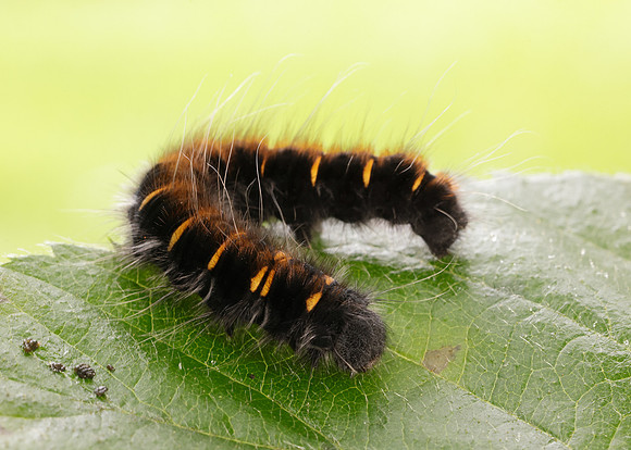 66.008 BF1638 Fox Moth Macrothylacia rubi